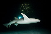 Nurse Shark at Night, Nebrius ferrugineus, Felidhu Atoll, Maldives