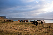 Island Ponies stehen auf einer Wiese mit Gräsern, Foraging, hvalfjördur, Island, Iceland, Europa