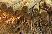 Reed for a house with thatched roof, Warthe, Lieper Winkel, Usedom, Baltic Sea, Mecklenburg-West Pomerania, Germany