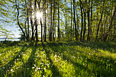 At lake Schmollensee , Ahlbeck, Usedom,  Baltic Sea, Mecklenburg-West Pomerania, Germany