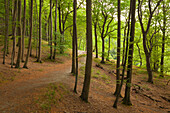 Beech wood above the chalk rocks, Jasmund National Park, Ruegen, Baltic Sea, Mecklenburg-West Pomerania, Germany