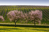 Blühende Mandelbäume, bei Siebeldingen, Mandelblütenweg, Deutsche Weinstrasse, Pfalz, Rheinland-Pfalz, Deutschland