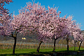 Almond blossom at Villa Ludwigshoehe, Mandelbluetenweg, Deutsche Weinstrasse (German Wine Road), Pfalz, Rhineland-Palatinate, Germany