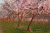 Blühende Mandelbäume, Mandelblütenweg, Deutsche Weinstrasse, Pfalz, Rheinland-Pfalz, Deutschland