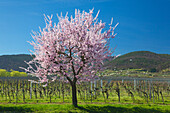 Almond blossom, Mandelbluetenweg, Deutsche Weinstrasse (German Wine Road), Pfalz, Rhineland-Palatinate, Germany