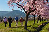 Almond blossom at Villa Ludwigshoehe, Mandelbluetenweg, Deutsche Weinstrasse (German Wine Road), Pfalz, Rhineland-Palatinate, Germany