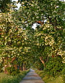 Robinia alley in Basedow, Mecklenburg-Vorpommern, Germany