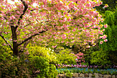 Kirschblüten und Blumen bei Butchart Gardens, Victoria, Britisch-Kolumbien, Kanada