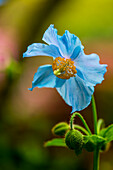 Close-up of a blue flower blossoming at Butchart Gardens, Victoria, British Columbia, Canada