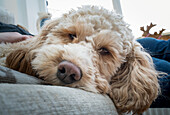 Close-up of the face of a cockapoo looking into the camera as it lays on a bed with it's owner, South Shields, Tyne and Wear, England