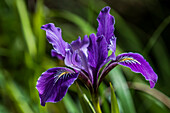 Oregon Iris (Iris tenax) wächst gut in der Wildnis oder im Garten, Astoria, Oregon, Vereinigte Staaten von Amerika