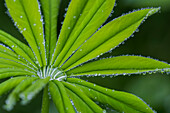 Regentropfen klammern sich an Lupinenblätter, Oregon, Vereinigte Staaten von Amerika