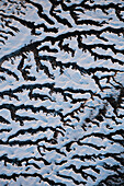 Luftaufnahme der Landschaft im Winter mit einzigartigen Verzweigungsmustern, Kachemak Bay, Alaska, Vereinigte Staaten von Amerika