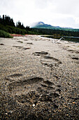 Bärentatze druckt im Sand am Strand des Iliamna-Sees, Alaska, Vereinigte Staaten von Amerika