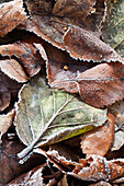 Pile of frosty autumn coloured leaves, Alaska, United States of America
