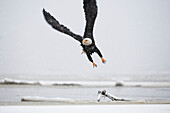 Ein Weißkopfseeadler (Haliaeetus leucocephalus) fliegt über Treibholz am Strand, Alaska, Vereinigte Staaten von Amerika