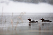 Enten in ruhigem Wasser bei einem Niederschlag, Homer, Alaska, Vereinigte Staaten von Amerika