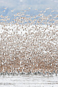 Eine große Herde von Vögeln, die über Wasser fliegen, Alaska, Vereinigte Staaten von Amerika