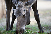 A moose cow (alces alces) eating grass, Homer, Alaska, United States of America