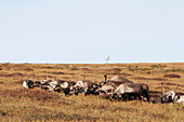 Herd of Caribou (Rangifer tarandus caribou) grazing in a field, Alaska, United States of America