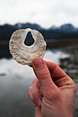 Eine Hand hält eine einzigartige weiße Schale mit einem Loch in der Mitte am Wasserrand, Alaska, Vereinigte Staaten von Amerika