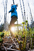 Eine junge Frau, die über die Pflanzen des Waldbodens in einem Wald läuft, Homer, Alaska, Vereinigte Staaten von Amerika