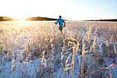 Laufen über ein Feld mit Schnee und langen Gräsern im Winter, Homer, Alaska, Vereinigte Staaten von Amerika