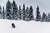 Rabe im Schnee, Icefields Parkway, Banff National Park, Jasper Nationalpark, Alberta, Kanada, Nordamerika