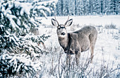 Wapiti at frozen Bow River, Banff Town, Bow Valley, Banff National Park, Alberta, canada, north america