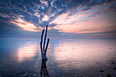 tree, Baltic Sea, Brooker Wald, Mecklenburg Vorpommern, Groß Schwansee, Germany