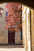 Courtyard with red leafy tree and a red door