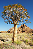 Quiver tree, Richtersveld National Park, South Africa