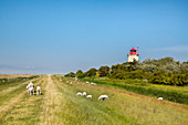 Schafe vor Leuchtturm, Westermarkelsdorf, Fehmarn, Ostsee, Schleswig-Holstein, Deutschland