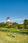 Schafe vor Leuchtturm, Westermarkelsdorf, Fehmarn, Ostsee, Schleswig-Holstein, Deutschland