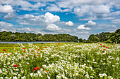 Flowers on a field, Ploen, Holsteinische Schweiz, Baltic coast, Schleswig-Holstein, Germany