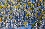 Luftaufnahme der Lärchen in den Wäldern mit Schnee bedeckt während der Herbstsaison, Chiavenna Valley, Valtellina, Lombardei, Italien, Europa
