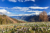 Blauer Himmel auf den bunten Krokusblüten in voller Blüte, Alpe Granda, Sondrio Provinz, Masino Tal, Valtellina, Lombardei, Italien, Europa