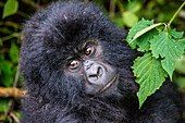 Young mountain gorilla (Gorilla beringei beringei) in the Virunga National Park, UNESCO World Heritage Site, Democratic Republic of the Congo, Africa