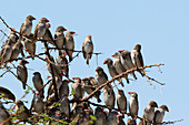 Eine rot-billed Quelea Herde (Quelea Quelea) thront auf einem Baum, Botswana, Afrika