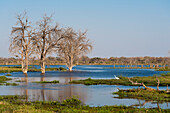 Blick auf den Khwai River im Okavango Delta, Botswana, Afrika