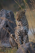 Ein weiblicher Leopard (Panthera Pardus) stehend auf einem Termitenhügel am frühen Abend, Botswana, Afrika
