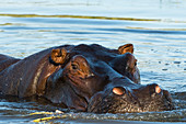 Ein Nilpferd (Hippopotamus amphibius), im Okavango-Delta in die Kamera blicken, Botswana, Afrika