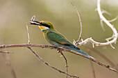 Ein kleiner Bienenfresser (Merops pusillus) hält eine Zikade in seinem Rücken, Savuti, Chobe National Park, Botsuana, Afrika