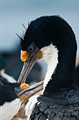 Imperial shags (Leucocarbo atriceps) in courtship display, Falkland Islands, South America