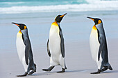 Three king penguins (Aptenodytes patagonica) walking to the sea on a sandy beach, Falkland Islands, South America