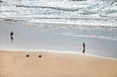 Hunde und Surfer am Strand, Ocean Beach, San Francisco, Kalifornien, USA