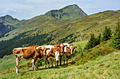 Vier Kühe blicken auf Betrachter, Pinzgauer Spaziergang, Kitzbüheler Alpen, Salzburg, Österreich