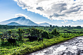 The volcanic mountain chain of the Virunga National Park after the rain, UNESCO World Heritage Site, Democratic Republic of the Congo, Africa