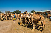 Camels at the Camel market, Hargeisa, Somaliland, Somalia, Africa