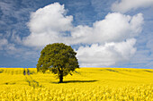 Sunlit lone tree and field of oilseed rape (canola) with blue sky and white clouds, Wakefield, West Yorkshire, Yorkshire, England, United Kingdom, Europe